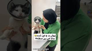 سرگذشت دلبر🥹cat catlover straycat feedingstraycats feedingstreetcats cute rescuecut rescue [upl. by Nura]