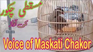 Maskati Chakor ki awaz  Layyah Birds paradise [upl. by Enigroeg]