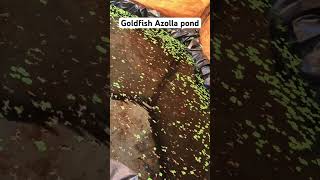 Beautiful Goldfish on Azolla pond aquaculture guppy aquascape aquarium shorts viralvideo [upl. by Trebor]