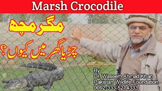 Why Crocodiles Are Kept in Zoos  Mash Crocodile An Endangered Species  Magar Mach ka Taruf [upl. by Greenleaf778]