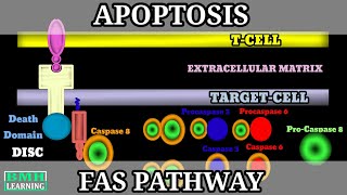 FAS Pathway Of Apoptosis  Extrinsic Pathway Of Apoptosis  Programmed Cell Death  Apoptosis [upl. by Etteve252]