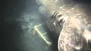 Megalodon Shark Caught On Camera By Japan Scientist [upl. by Valdis194]