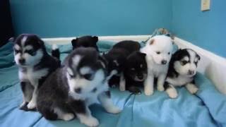 Pomsky Puppies Playing [upl. by Davita]