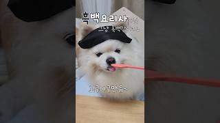 흑백요리사 이번엔 고구마구만유🍠 funny 흑백요리사 pomeranian doglover [upl. by Clint938]