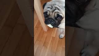 Carlino ruba oggetti carlino pug funny funny [upl. by Maryann]