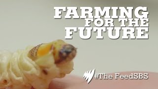 Edible insects the future of food [upl. by Mosley]