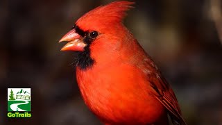 Northern Cardinal Bird Eating Seeds  Call Sounds [upl. by Lepine]