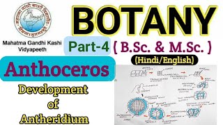 Reproduction in Anthoceros BSc 1st year Botany Bryophyta  Development of Antheridium  Anthoceros [upl. by Keligot831]