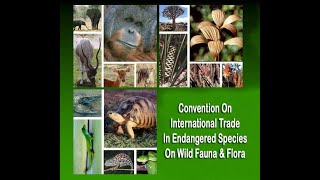 CITESConvention on International Trade in Endangered Species of Wild Fauna and FloraIUCNUNEP [upl. by Millford]