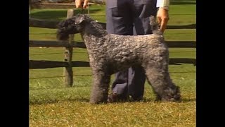 Kerry Blue Terrier  AKC Dog breed series [upl. by Santos]