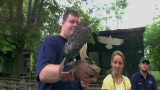 Birds of Prey at Penn State [upl. by Eelydnarb]