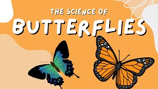 The Science of Butterflies for Kids by Little Lab  Educational Videos for Toddlers [upl. by Philipa]