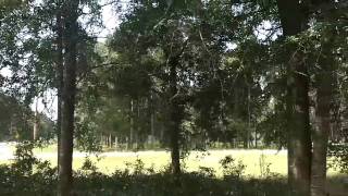 5 acres For Sale  North Florida Land For Sale [upl. by Nwahsal]