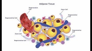 Histology of Adipose Fatty Tissues [upl. by Ibbison681]