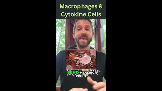 Macrophage amp Cytokine Cells Are Responsible For Cellular Detoxification [upl. by Whitten847]