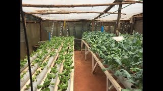 Hydroponics farming system in Kenya  part 1 [upl. by Ahk]