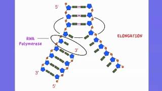 352 Outline DNA Transcription [upl. by Nwahsor]