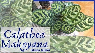 Calathea Makoyana sus cuidados y reproducción  Liliana Muñoz [upl. by Ramberg]