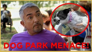 HE HAS BITTEN EVERYONE DOG PARK MENACE  Cesar 911 [upl. by Allemrac748]