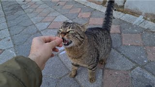 Incredibly Cute Tabby Cat Meowing constantly because it is very hungry [upl. by Cinomod]