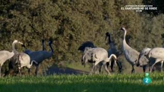 Grandes DocumentalesEl despertar de la Naturaleza Primavera en Europa 2 [upl. by Brittne]