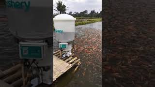 eFishery feeder mesin otomatis pemberi pakan ikan [upl. by Terrena774]