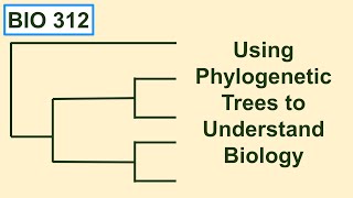 Using phylogenetic trees to understand biology [upl. by Kreda515]