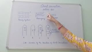 Clamp Connection BSc Part I Dr Vinod Kumari [upl. by Nuhs]