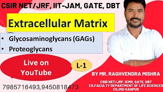 Extracellular matrix  Glycosaminoglycans  GAGs  Proteoglycans  Cellular communication  Unit4 [upl. by Ahsenid]