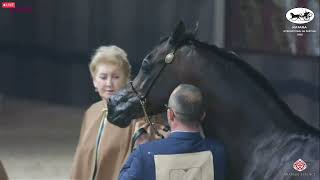 N 461 WADEE AL SHAQAB Katara Int Arabian Horse Festival 2022 Stallions 11 Years Old Class 12 [upl. by Lasala]