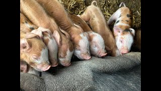 cute baby pigs at BaconRanch  pastured piglets just got born  awesome mother  butcher slaughter [upl. by Grethel414]