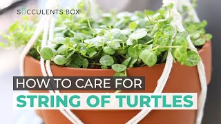 BEST TIPS HOW TO TAKE CARE OF STRING OF TURTLES  PEPEROMIA PROSTRATA [upl. by Aidile]