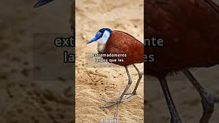 Curiosidades sobre las Jacanas Aves Acuáticas Extraordinarias [upl. by Ellehcem]