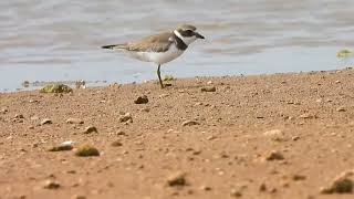 One legged Semipalmated Sandpiper — wishing it all the best 🥹 [upl. by Isoj]