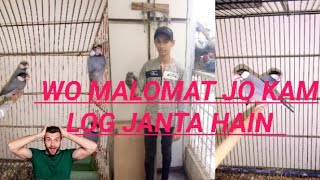 grey into fawn java split ke pahchan dhoka sa bachan  subscribe the channel trending javabirds [upl. by Laura781]