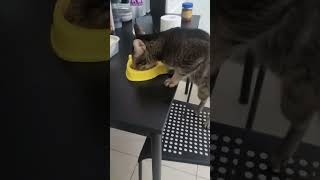 Nunus dinner time samir aanchhu momnsons cat nunu catlover purelove hknepalimom [upl. by Nalon]