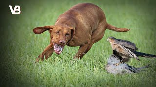 The 10 Best Bird Hunting Dog Breeds [upl. by Reel]