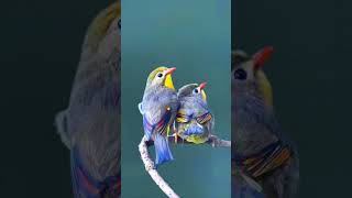 Ep35 Wildlife the Beauty of Animals wildanimal birds discoverwildlife bird nature descovery [upl. by Ydal]