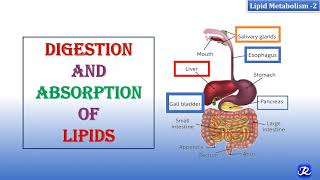 2 Digestion amp Absorption Of Lipids  Lipid Metabolism2  Biochemistry  NJOY Biochemistry [upl. by Wilie]