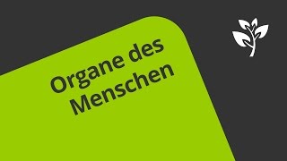 Menschliche Organe im Überblick  Biologie  Biologie des Menschen Mittelstufe [upl. by Ynnaej]