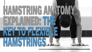 Hamstring Anatomy Explained The Key to Flexible Hamstrings [upl. by Norvell687]