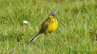 Western Yellow Wagtail Motacilla flava  Schafstelze bzw Wiesenschafstelze 03 [upl. by Lister]