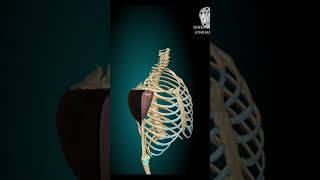 Deep Dive into Deltoid Muscle 3D Anatomy and Functions [upl. by Ruomyes]