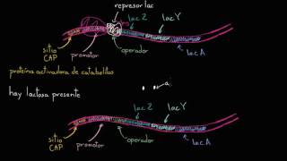 Trp Operon  Tryptophan operon regulation and attenuation [upl. by Eelyak]