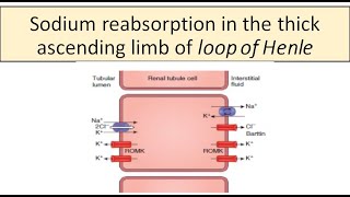 Sodium reabsorption Thick ascending limb of Loop of Henle [upl. by Adnil655]