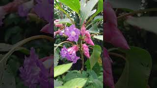 Karvy Strobilanthes callosa flowers in full bloom once in 7 years 2024 [upl. by Nnyleahs87]