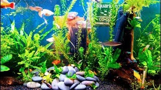 How Long Does Anacharis  Elodea Densa Grow [upl. by Scever]