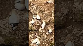 Gannets on rocky cliffs [upl. by Alpert]