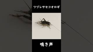 ツヅレサセコオロギの鳴き声【昆虫観察】 shorts セミ 教材 昆虫観察 夏のサウンド [upl. by Mariya681]