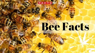 Bee Facts  All About Honeybees Bumblebees and Queen Bees [upl. by Lynnette]